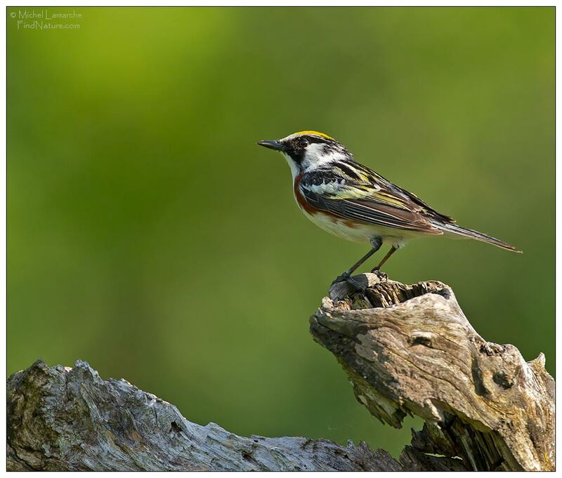 Chestnut-sided Warbler male adult breeding