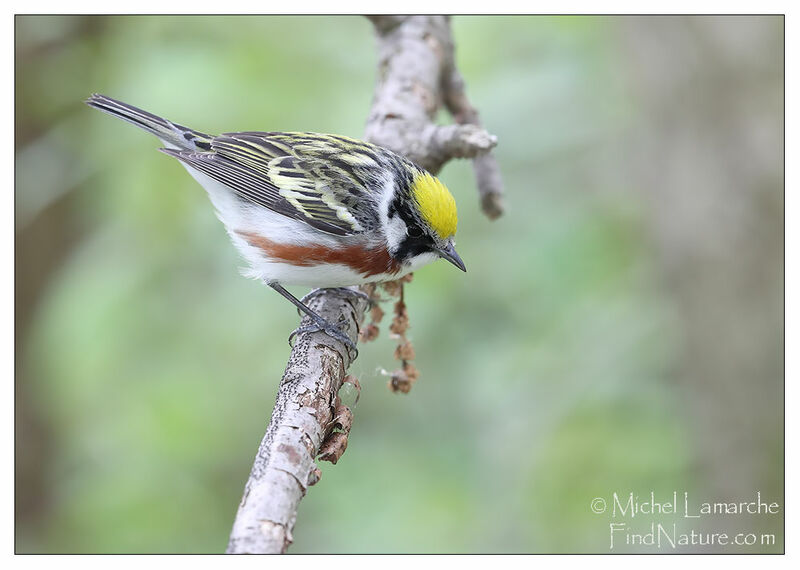 Chestnut-sided Warbler