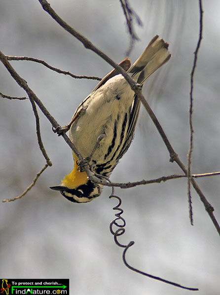 Paruline à gorge jaune