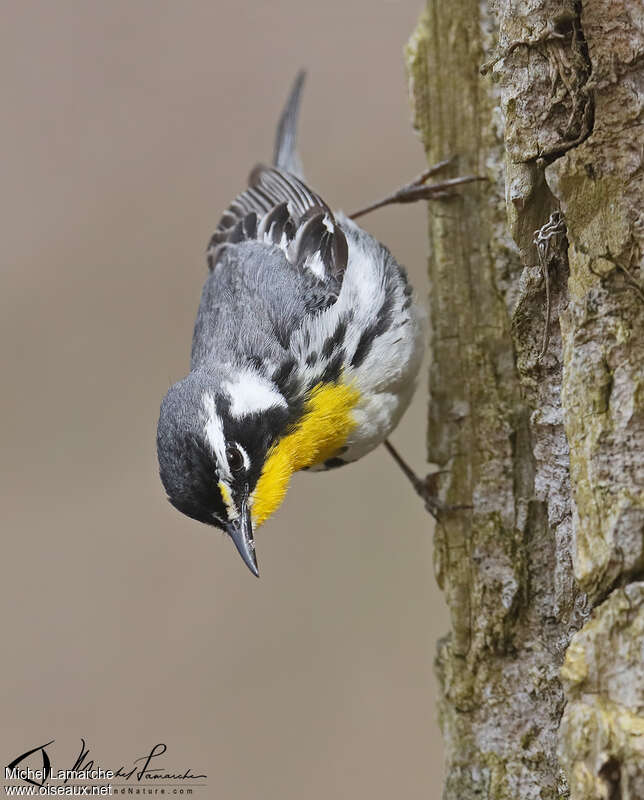 Paruline à gorge jaune mâle adulte nuptial, Comportement