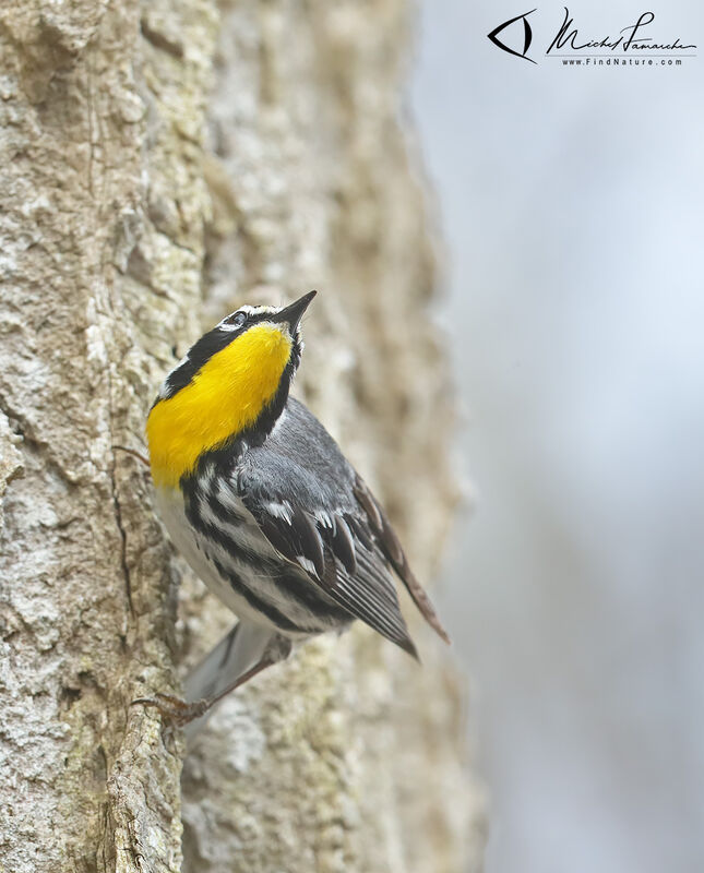 Paruline à gorge jaune mâle adulte nuptial