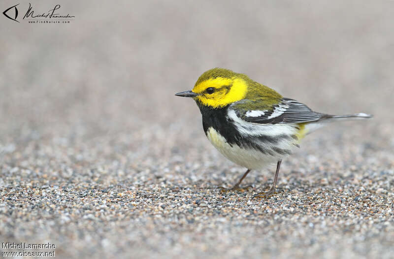 Black-throated Green Warbler male adult breeding, identification