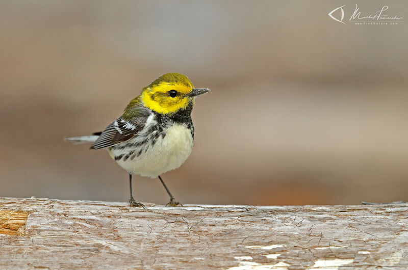 Black-throated Green Warbler male adult