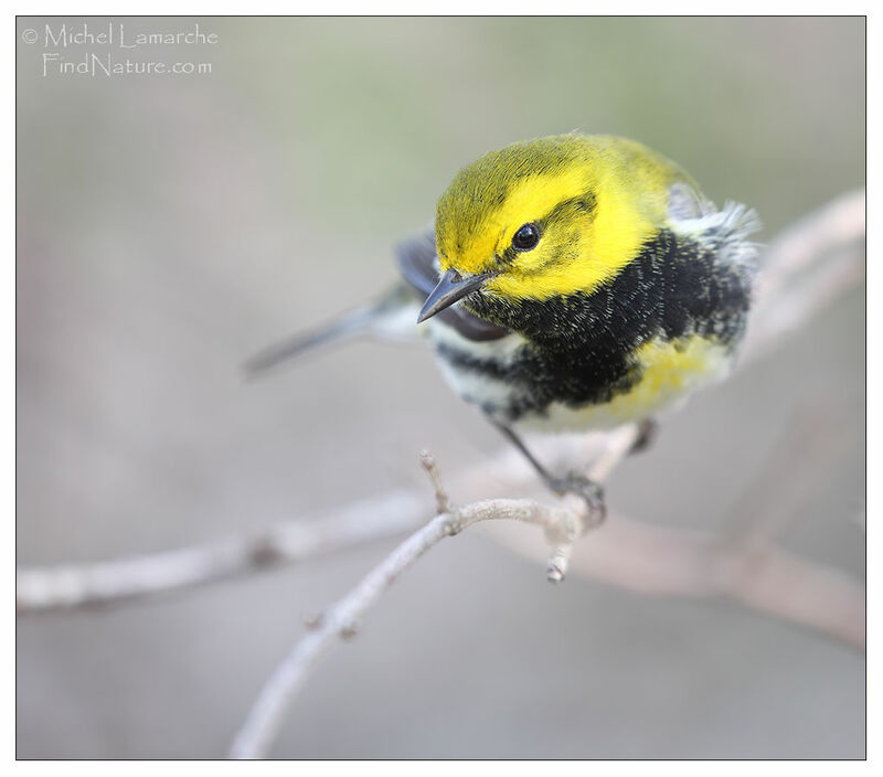 Black-throated Green Warbler