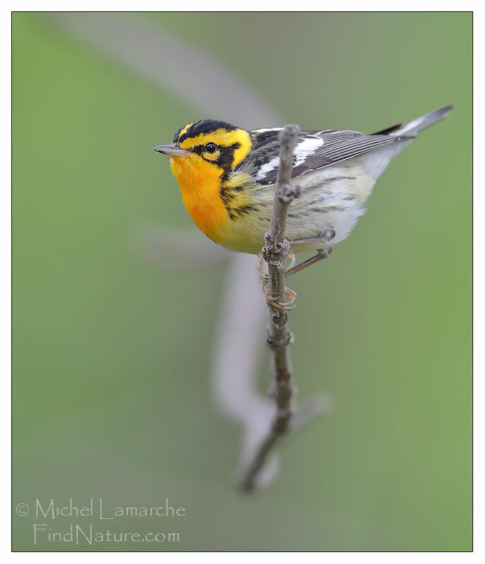 Blackburnian Warbler