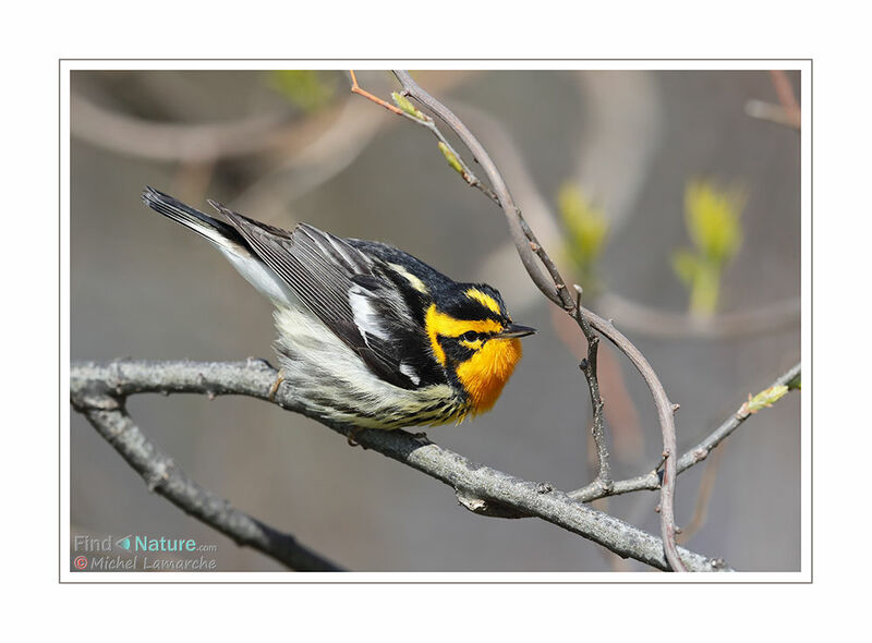 Blackburnian Warbler male adult breeding