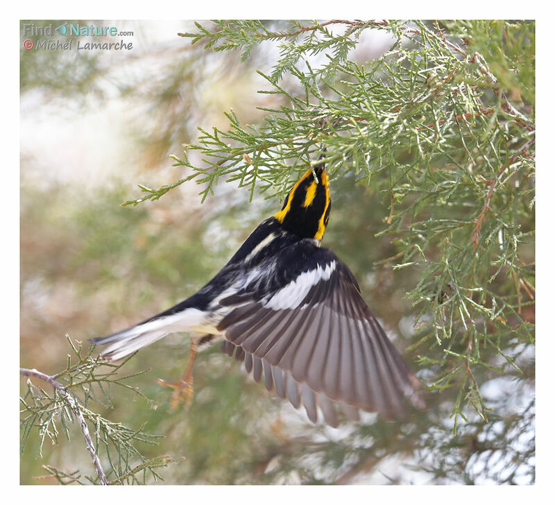 Blackburnian Warbler male adult breeding, Flight