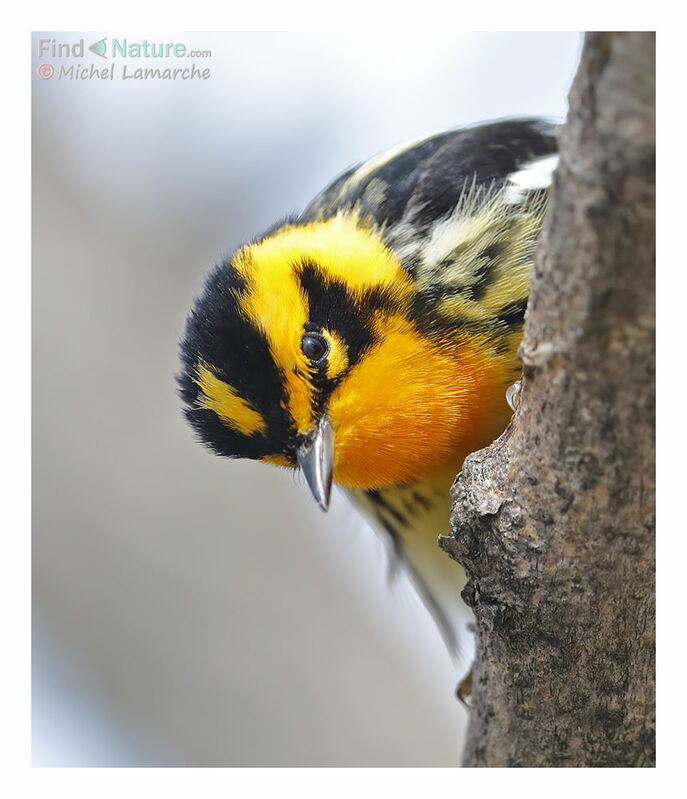 Blackburnian Warbler male adult breeding