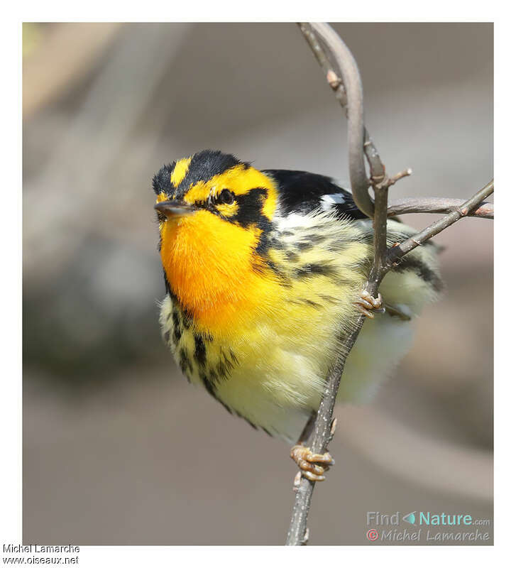 Blackburnian Warbler male adult breeding, close-up portrait