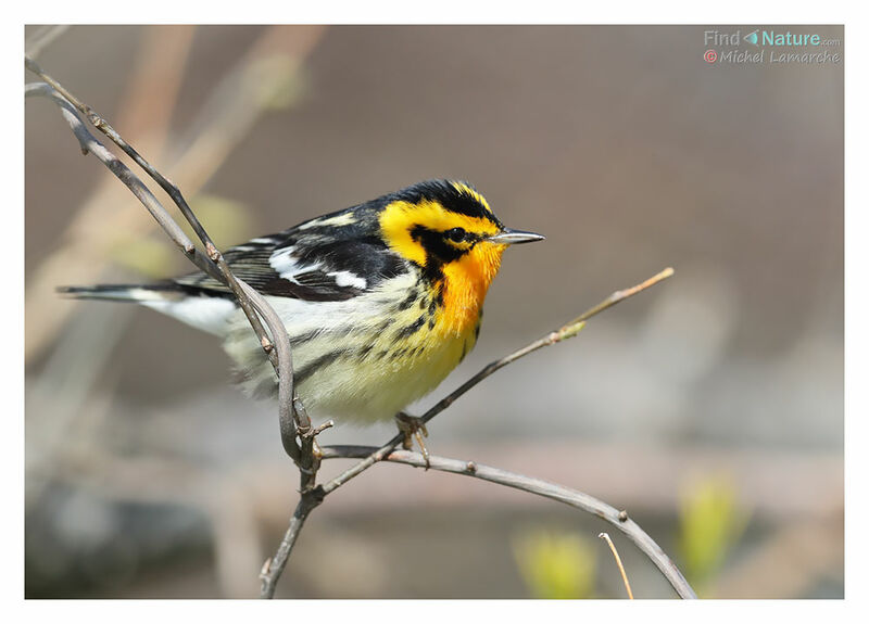 Blackburnian Warbler male adult breeding