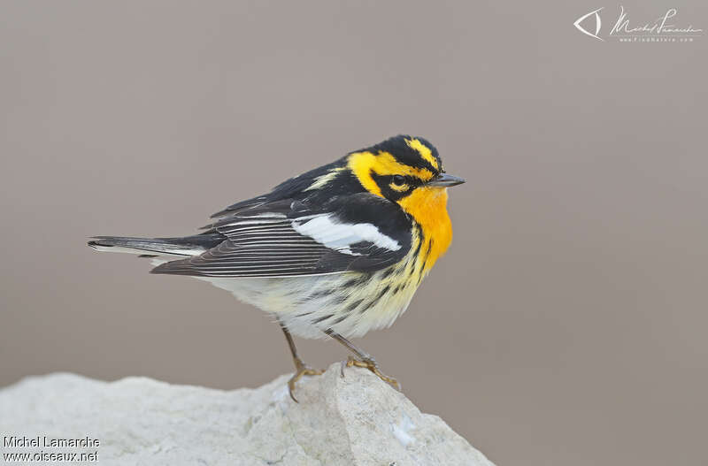 Blackburnian Warbler male adult breeding, identification