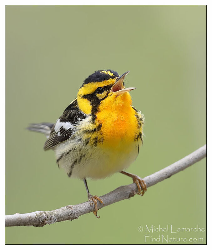 Blackburnian Warbler