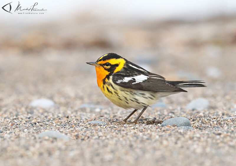 Blackburnian Warbler male adult breeding