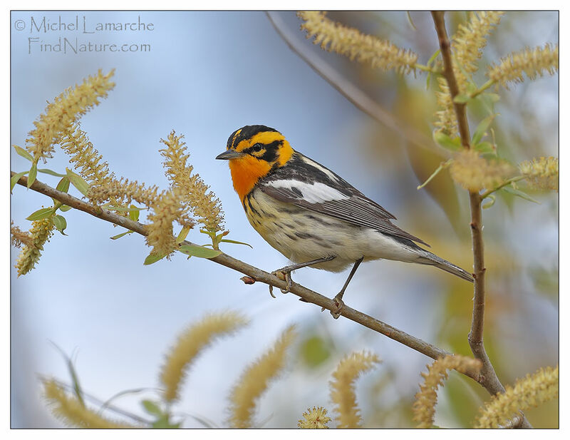 Blackburnian Warbler