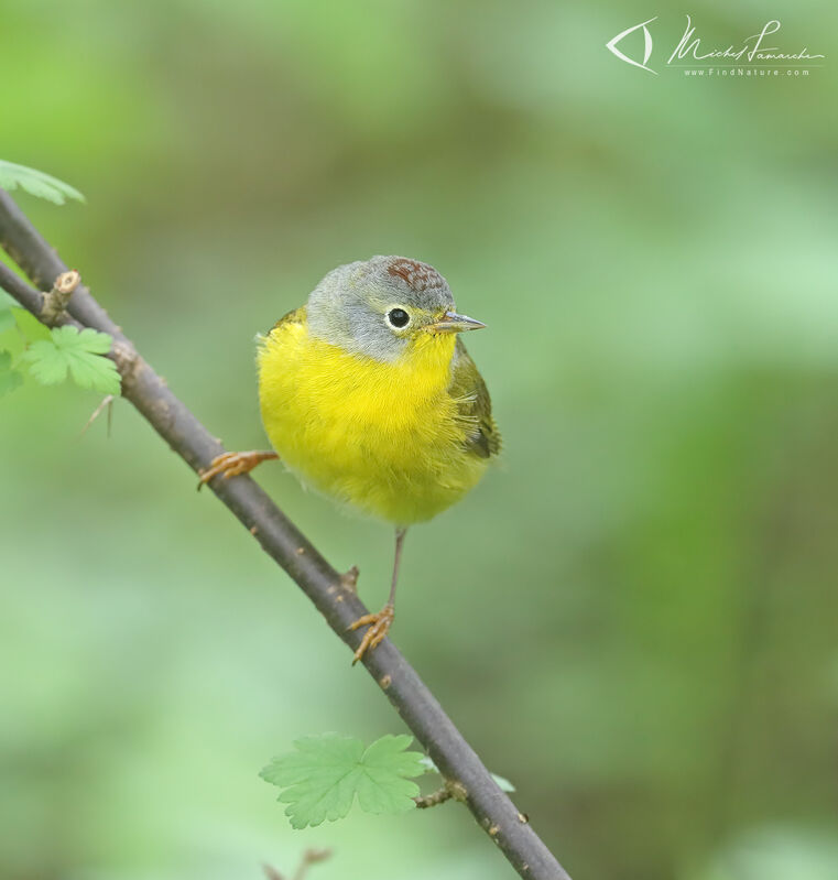 Nashville Warbler male adult