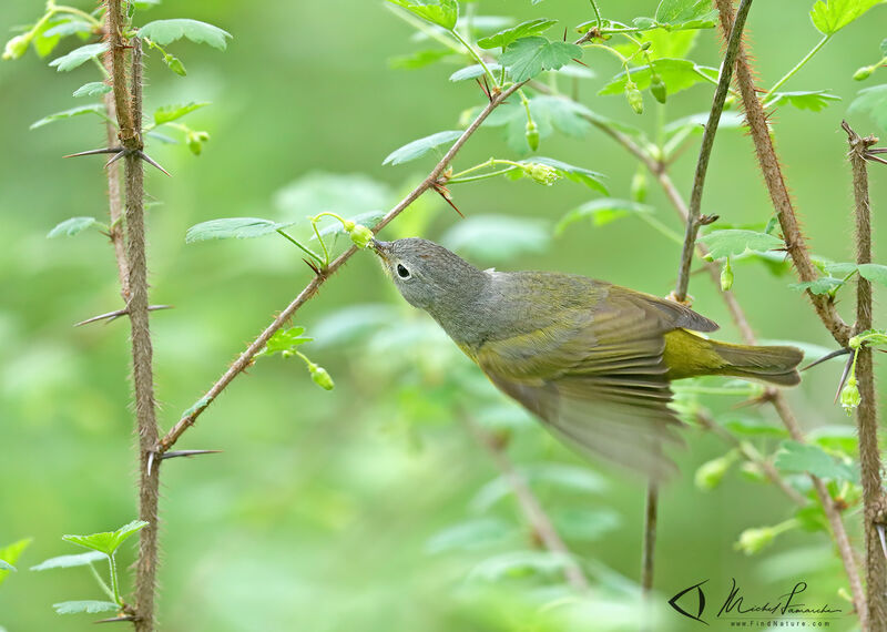 Nashville Warbler male adult