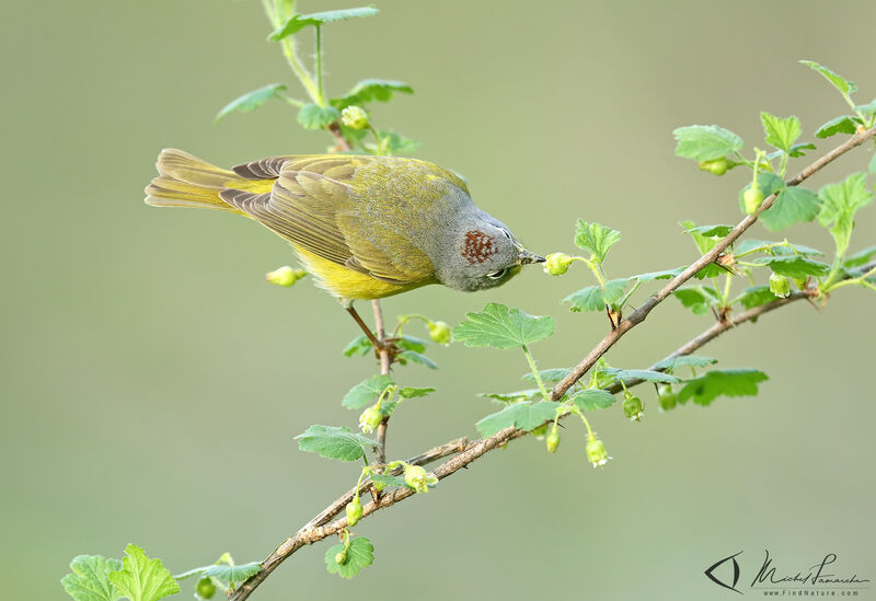 Nashville Warbler male adult