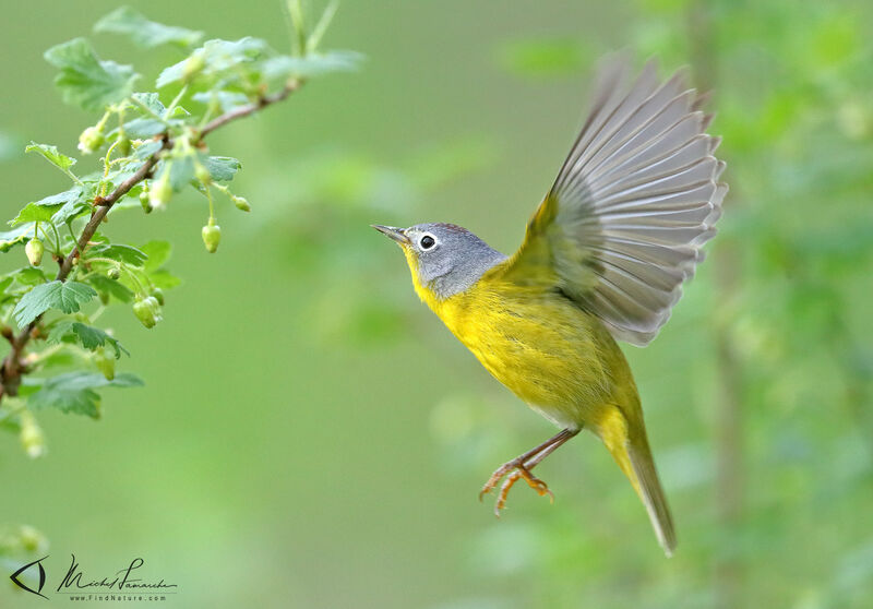 Nashville Warbler male adult, Flight