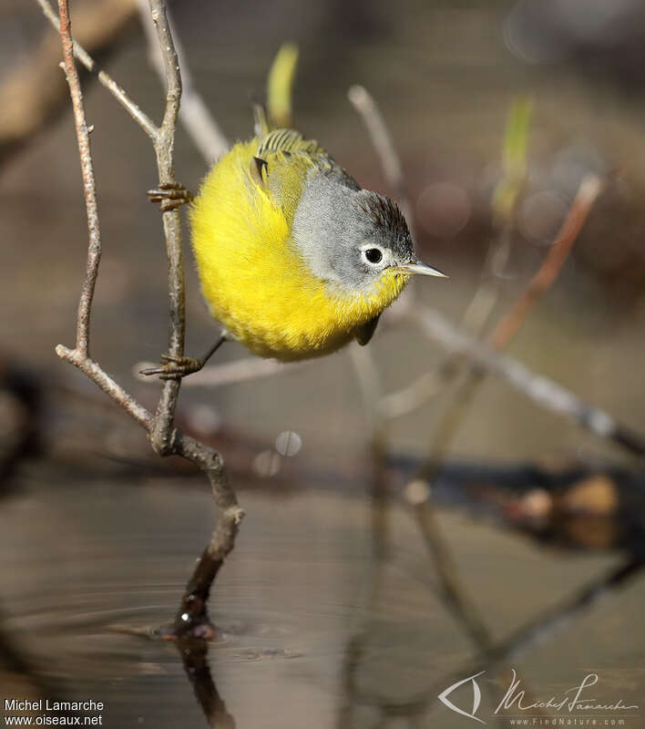 Nashville Warbler male adult, close-up portrait