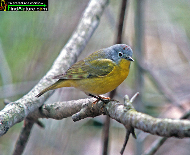 Nashville Warbler