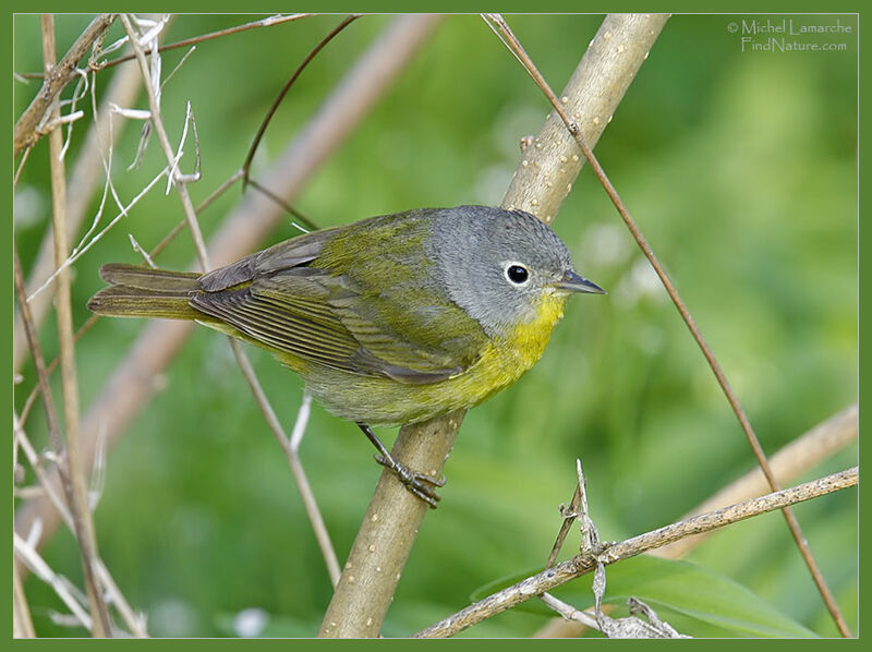 Nashville Warbler male adult breeding