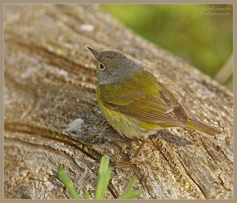 Nashville Warbler male adult breeding