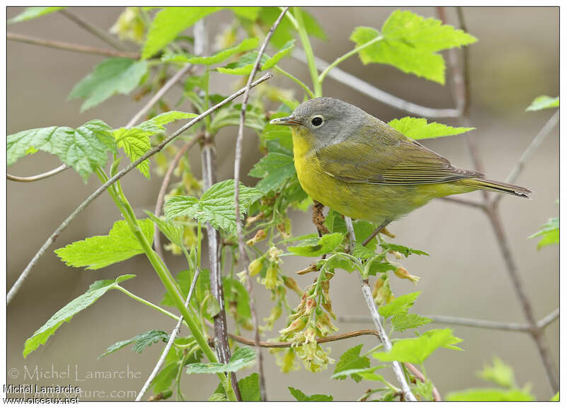 Paruline à joues grises mâle adulte nuptial, identification