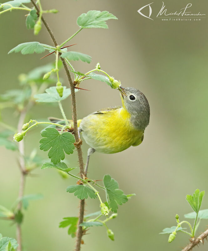 Nashville Warbler male adult