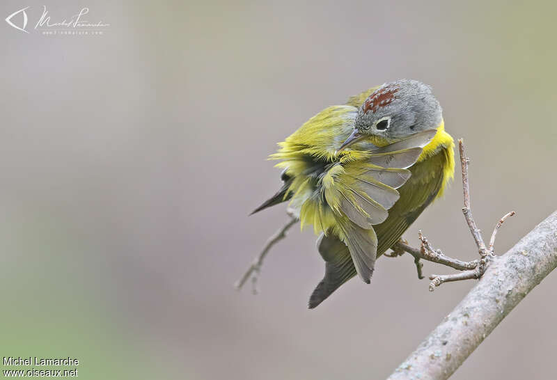 Nashville Warbler male adult, aspect, pigmentation