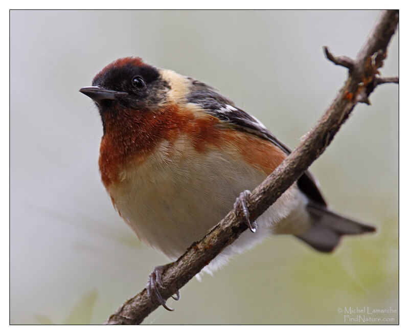 Bay-breasted Warbler