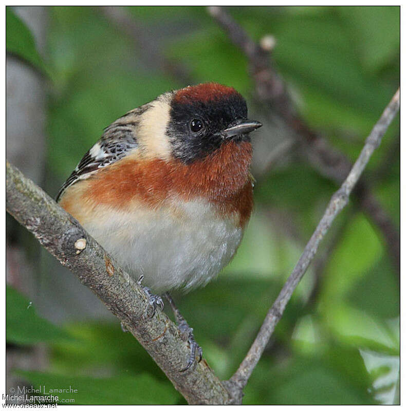 Paruline à poitrine baie mâle adulte nuptial, portrait