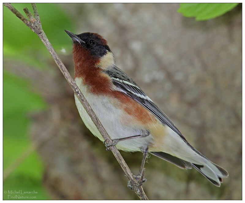 Bay-breasted Warbler male adult breeding