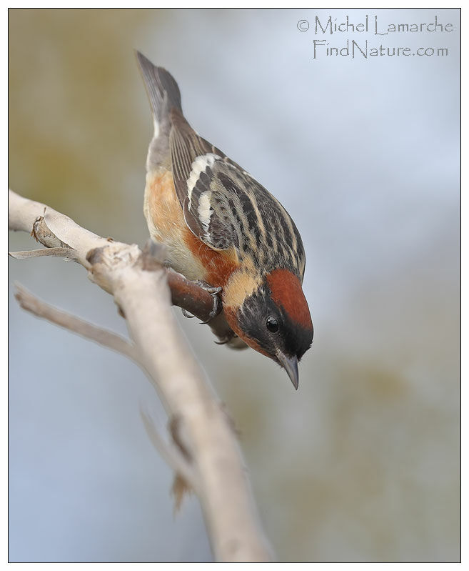 Bay-breasted Warbler