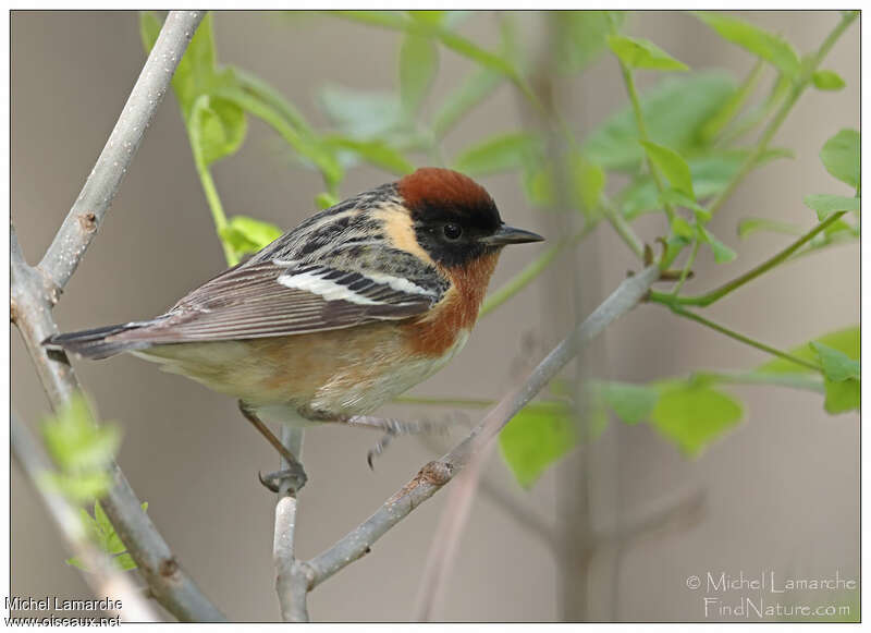 Bay-breasted Warbler male adult breeding, identification