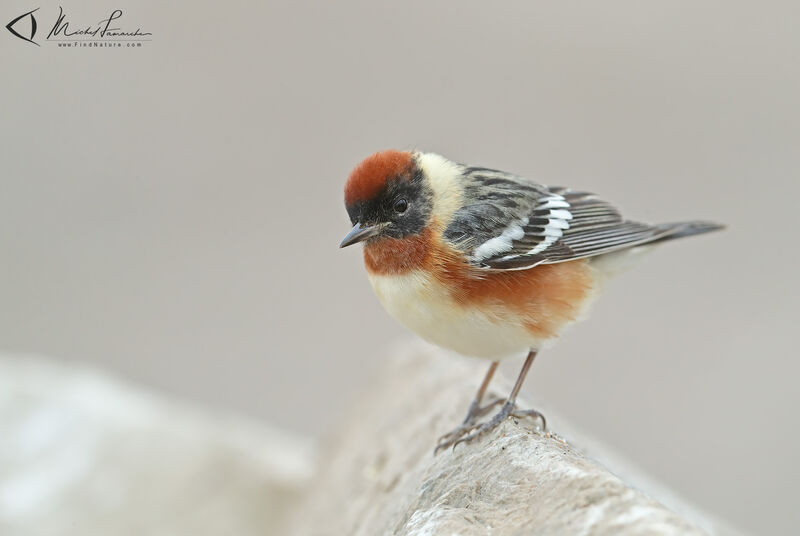 Bay-breasted Warbler male adult breeding