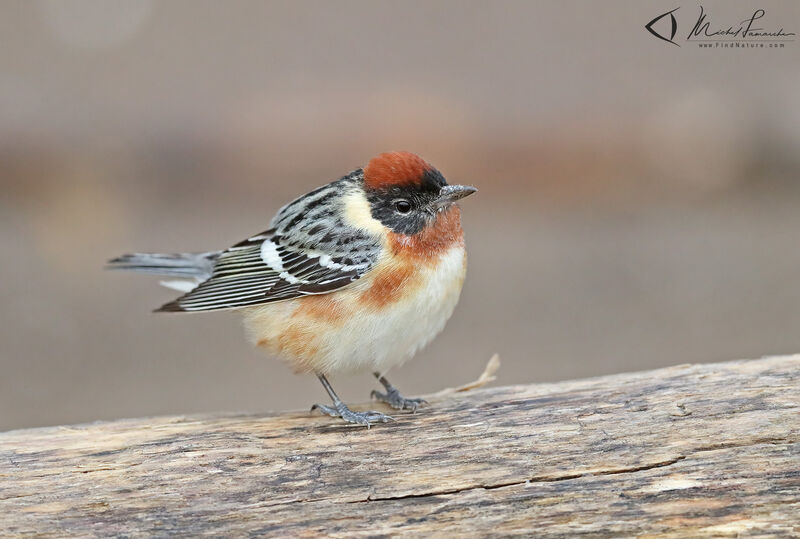 Bay-breasted Warbler male adult breeding