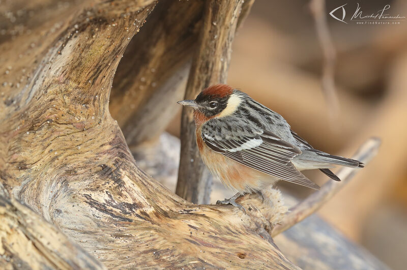 Bay-breasted Warbler male adult breeding