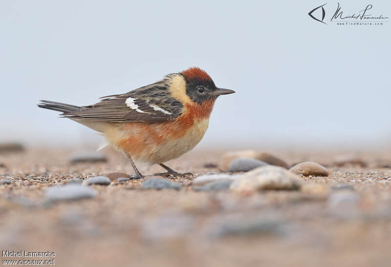 Bay-breasted Warbler male adult breeding, identification