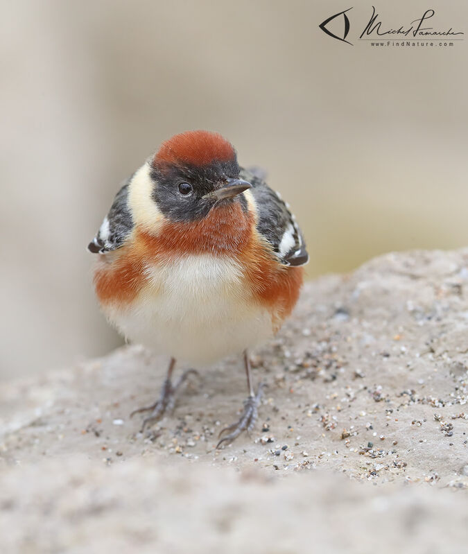 Bay-breasted Warbler male adult breeding