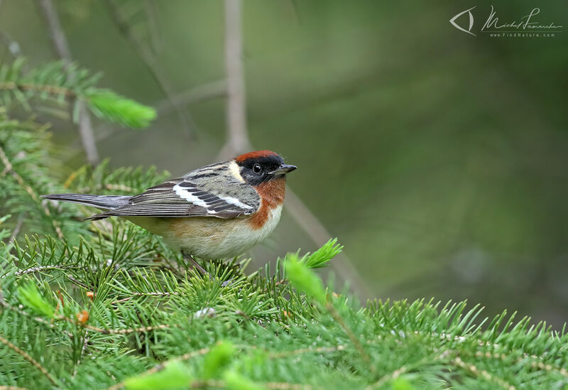 Paruline à poitrine baie mâle adulte nuptial