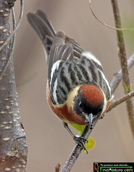 Bay-breasted Warbler