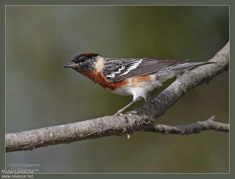 Bay-breasted Warbler male adult breeding, identification