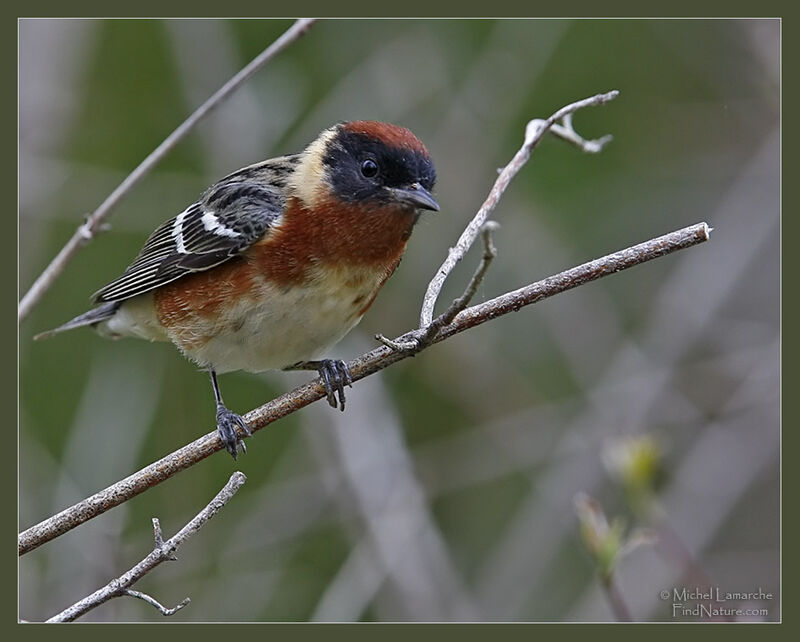 Paruline à poitrine baie mâle adulte nuptial