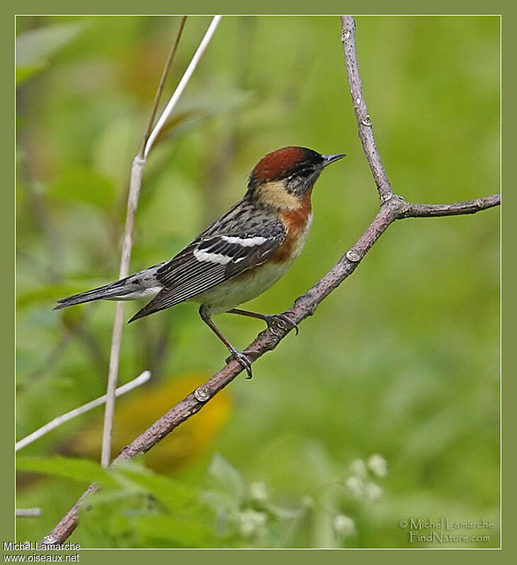 Paruline à poitrine baie mâle adulte nuptial, identification