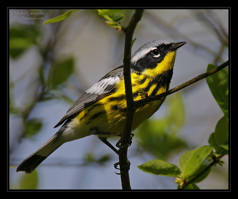 Magnolia Warbler