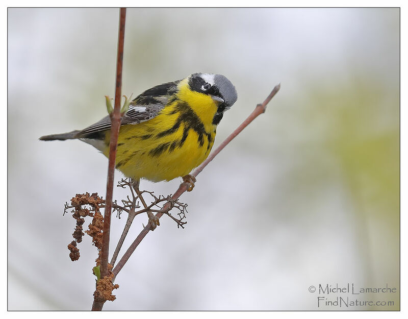 Magnolia Warbler