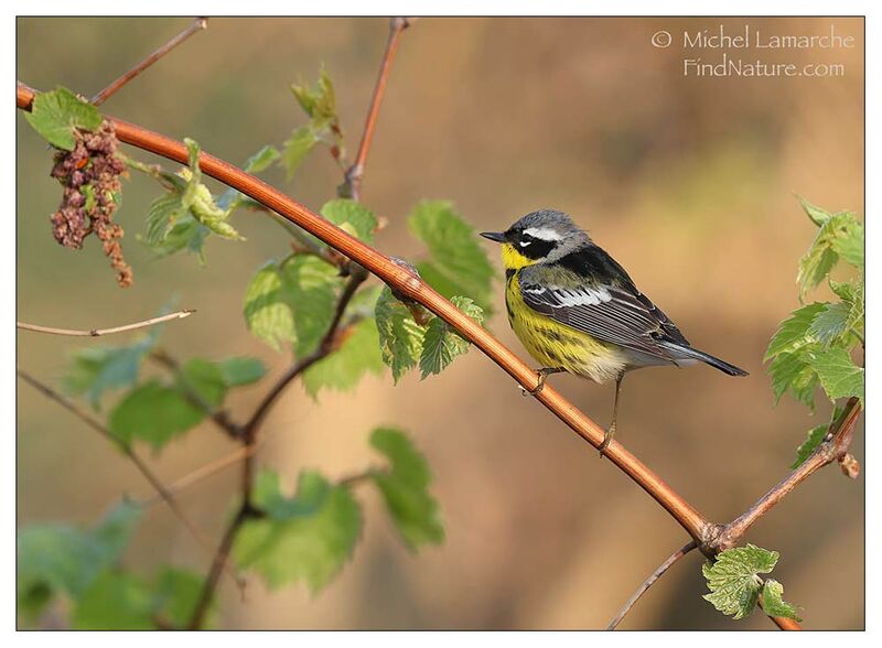 Magnolia Warbler