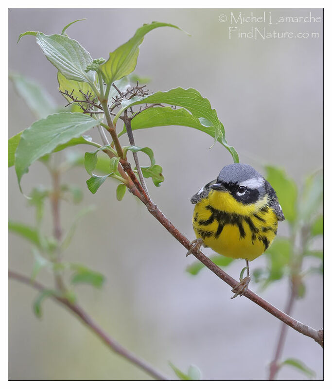 Magnolia Warbler male adult breeding