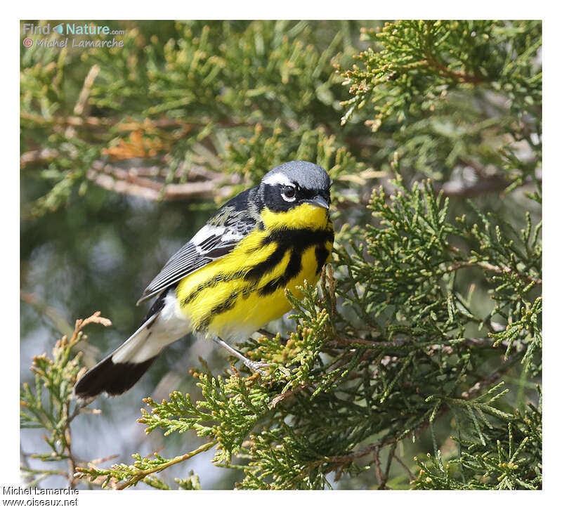 Magnolia Warbler male adult breeding, identification