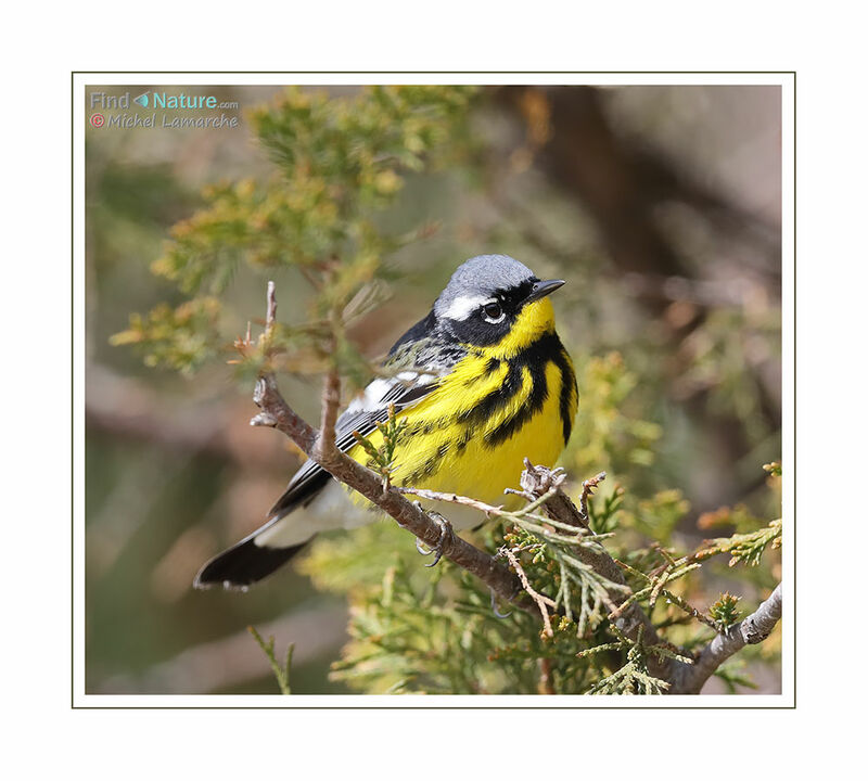 Magnolia Warbler male adult breeding